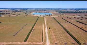 Investment firm GO.FARM to convert 2600-hectare Riverina farm into olive grove after sale by Nutella maker