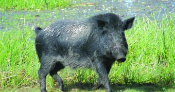 'Trashing food crops and killing calves': Assistance offered to help combat feral pig outbreak