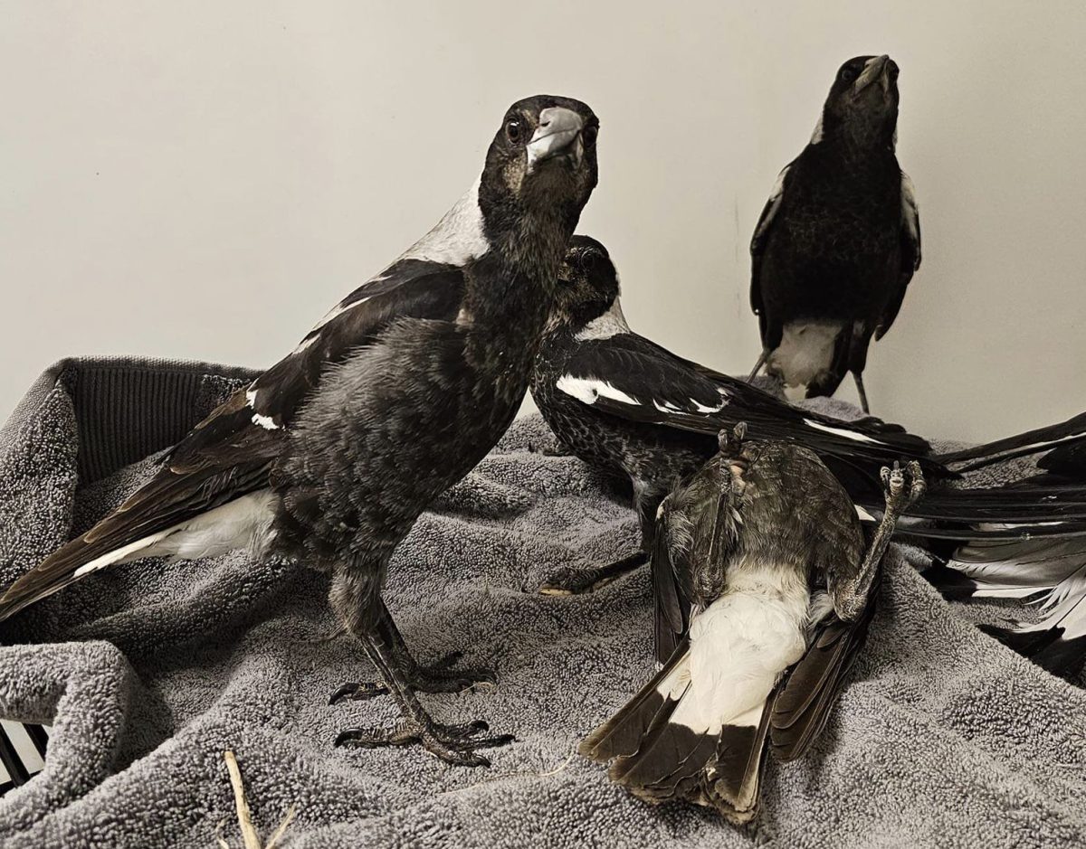 Magpies at the vet