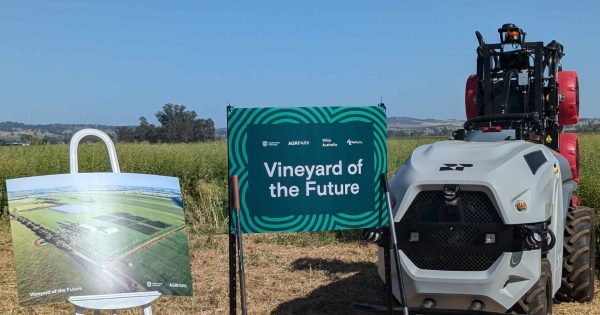 CSU Vineyard of the Future to yield answers to Australian wine industry challenges