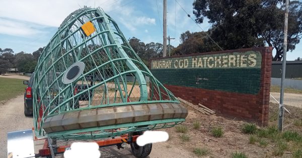 With 'Big Things' back on the agenda we checked in on Wagga's two giant cod