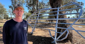 Big Murray Cod's bones are back and the iconic cod will soon welcome visitors to Wagga once again