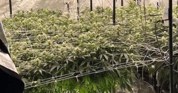 Man charged after police allegedly find hydroponic cannabis setup in Griffith