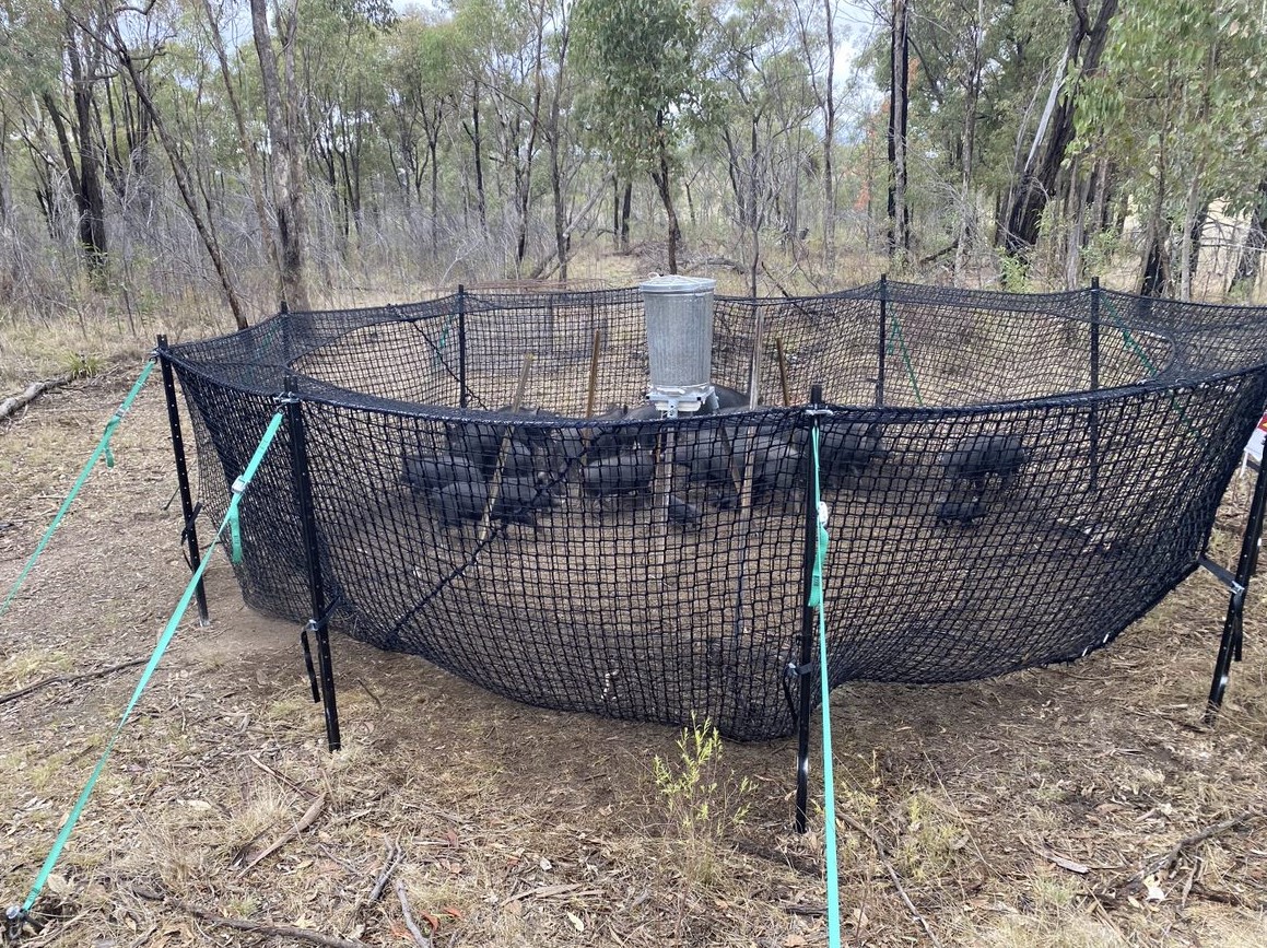 a feral pig trap 