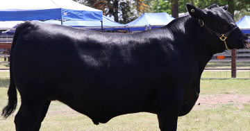 Top of the class: St Paul's College scores big at beef bonanza with home-grown Angus