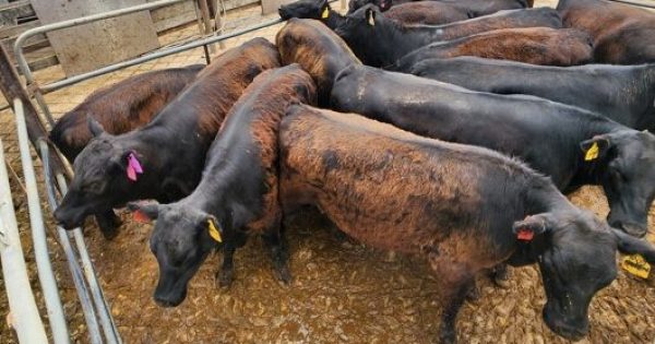 Police charge man over alleged Angus heifers theft worth $18,000