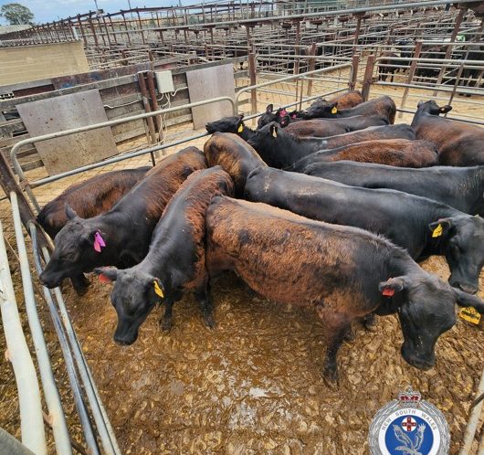 cattle in a pen