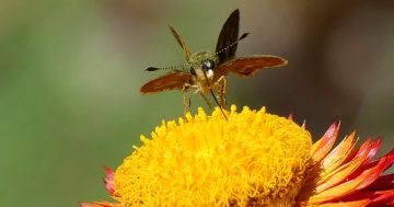 Looking for a New Year resolution? How about a more wildlife-friendly garden?