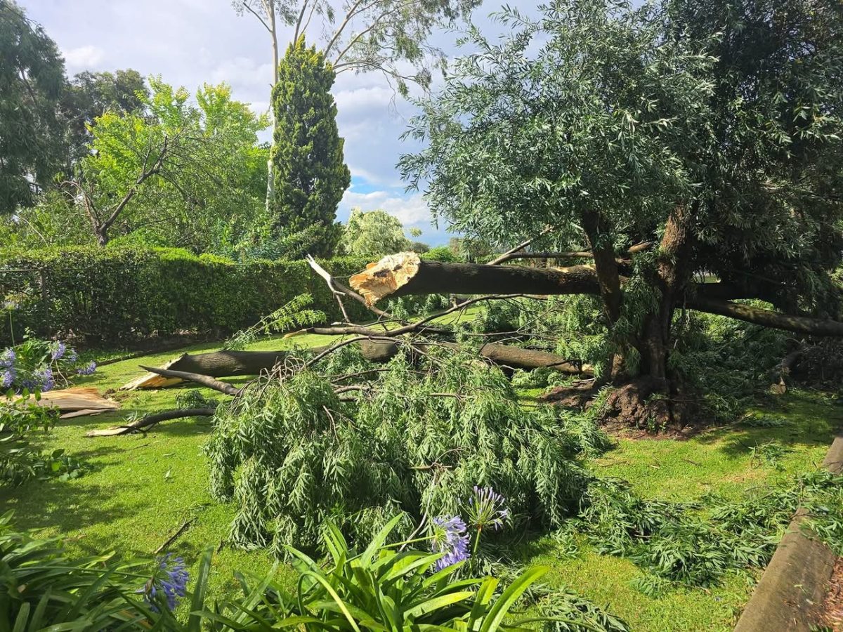 Trees fallen down 