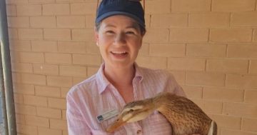 Police continue investigation after Murrumburrah High School's beloved ducks are tortured and killed