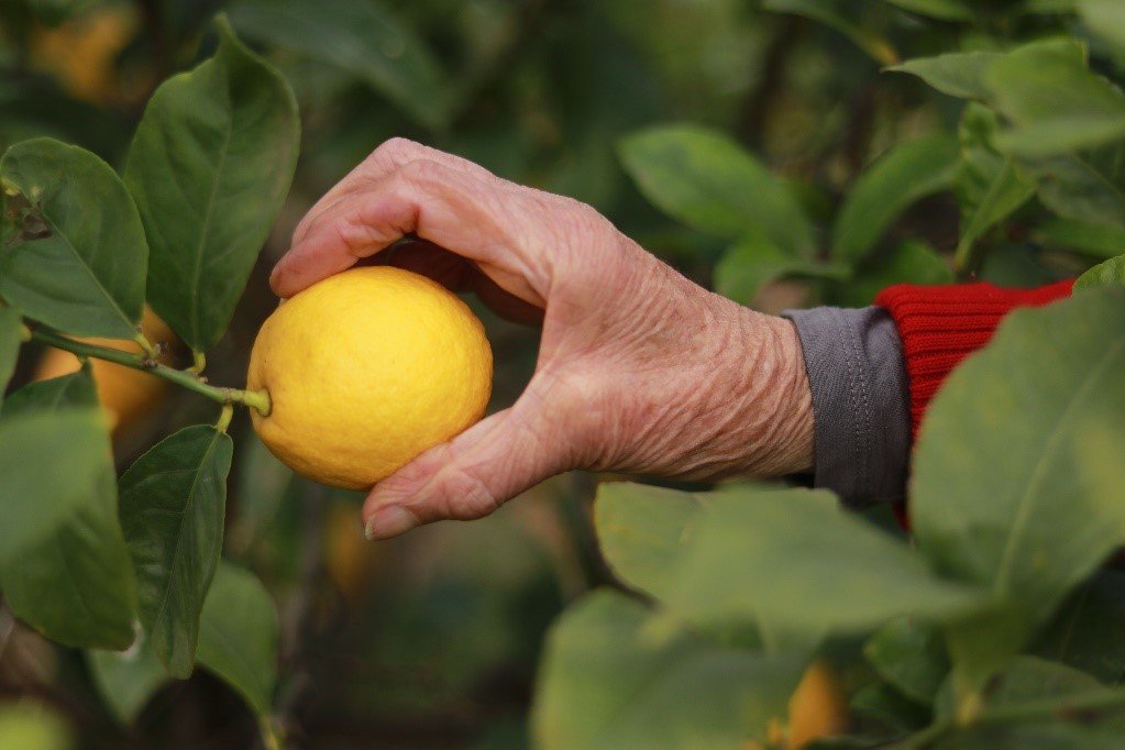 hand grasping lemon on tree