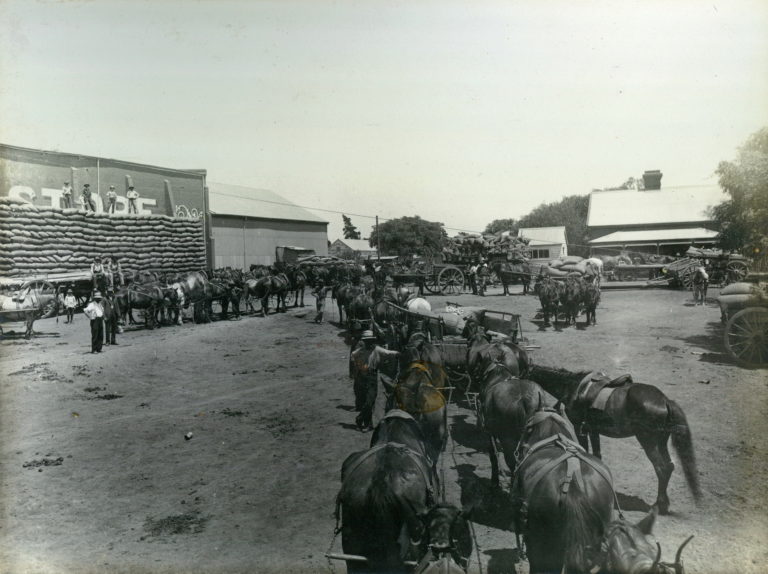 Unloading at the Murrumbidgee Milling Co-operative circa 1910.