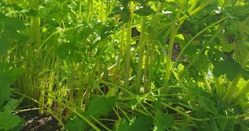 Hot enough for you? Making the most of a long, hot, drier summer in the garden