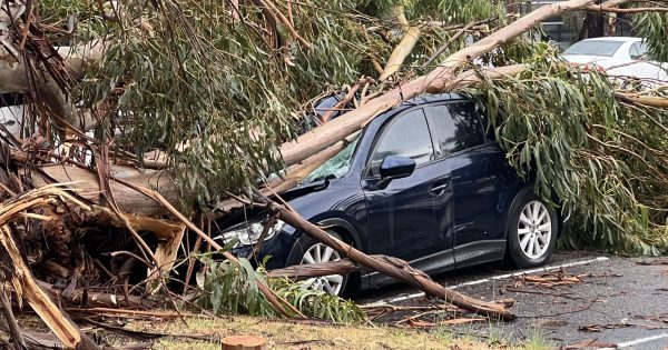 Four injured, trees down and power out after wild weather whips through Wagga