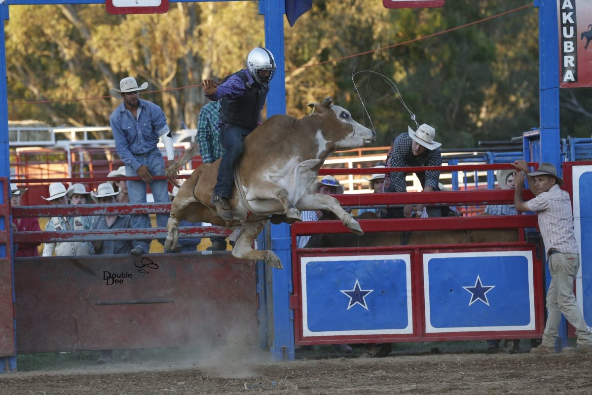 Gil Mathews Wagga Pro Rodeo