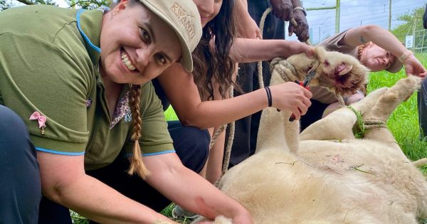 Lake Road Veterinary Clinic to a South African reserve: This former cop turned vet nurse is living the dream!