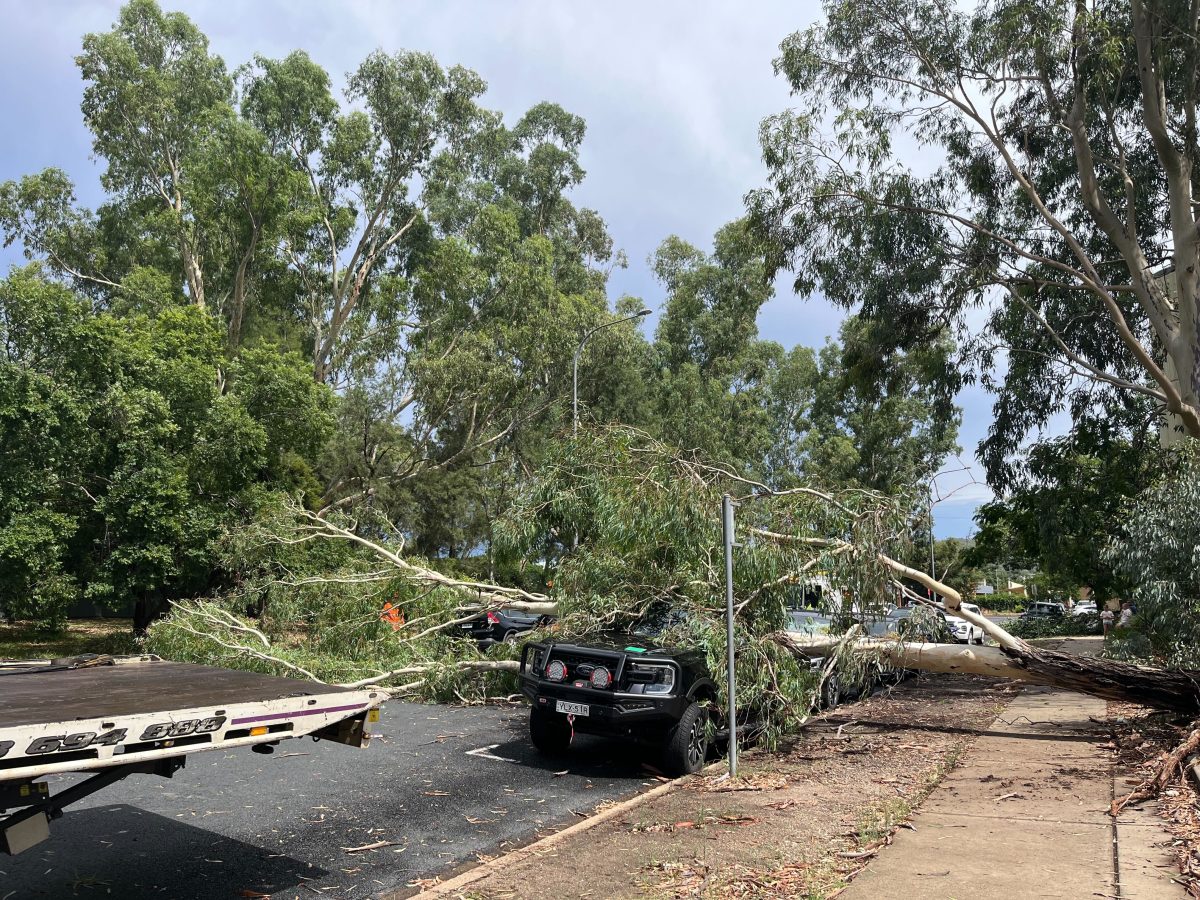 fallen tree on car