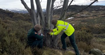 Kosciuszko National Park’s health a mixed diagnosis in first EcoHealth Scorecard