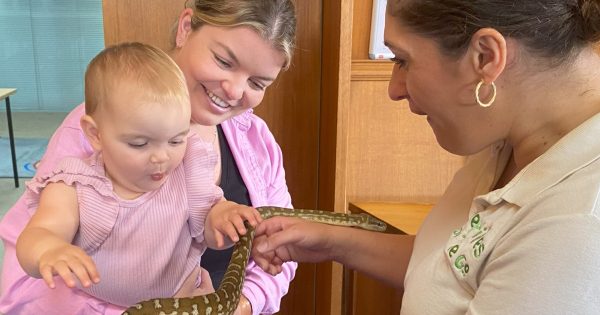 Lizards and dinosaurs? Sign me up! Libraries' summer programs selling out quickly