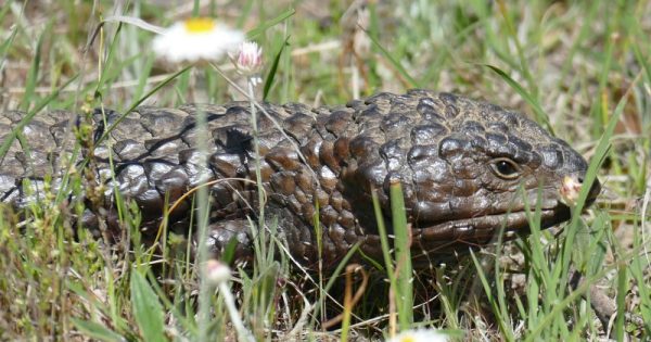 Shinglebacks, the pinecone lizards that are all bluff