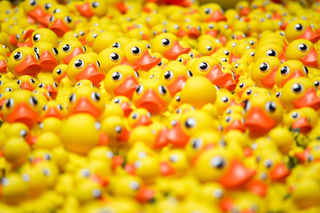 duck race 