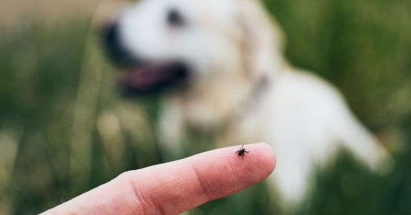 Ticks are out in force, so be sure to check and protect your pets this summer