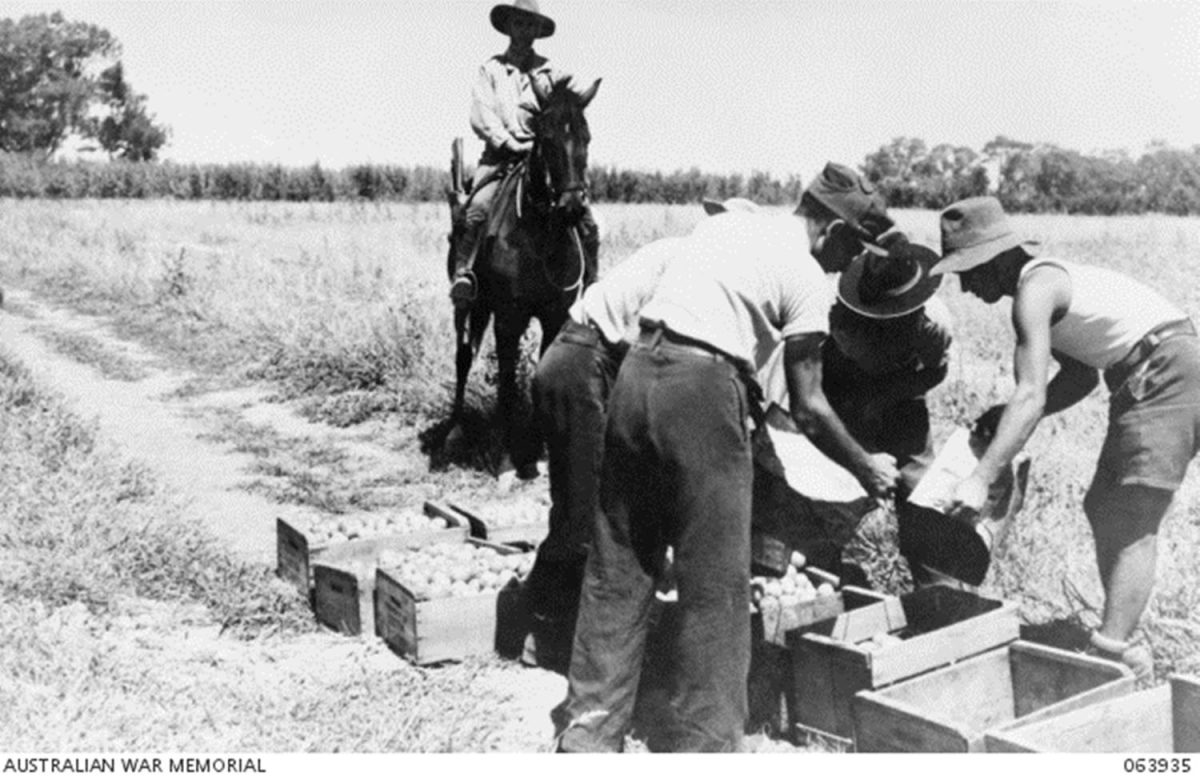 Italian POWs work to harvest onions at Yanco under the supervision of a mounted Australian soldier.