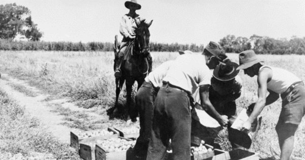 Riverina Rewind: When the 'enemy' came to grow crops in the MIA