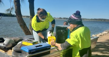 Lake Wyangan remains on red alert as council continues trial of 'Diatomix' liquid to address toxic water