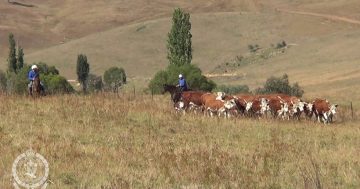 Man arrested in Holbrook after allegedly neglecting cattle on travelling stock reserve