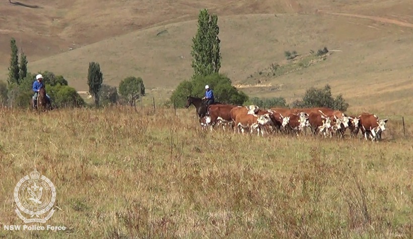 Rural Crime Prevention Team and Local Land Services officers conducted an operation on a travelling stock reserve at Jingellic