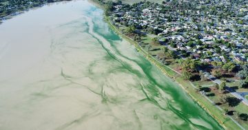 No red alert all summer a 'positive' sign for Lake Albert as blue-green algae treatment continues