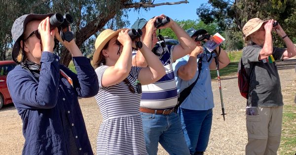 Surveying your 'backyard' birds can help save the planet, says conservation group