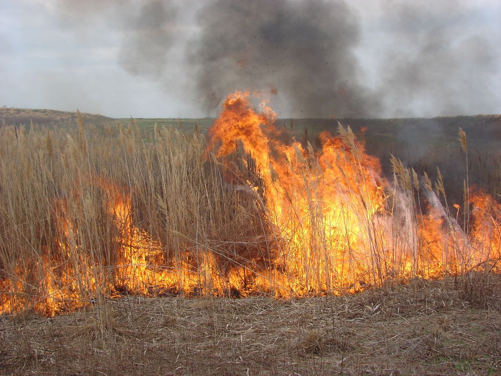 crops burning 