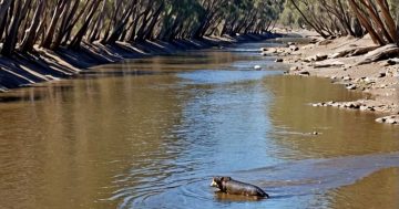 Riverina Rewind: The mysterious Brungle Bunyip of 1883