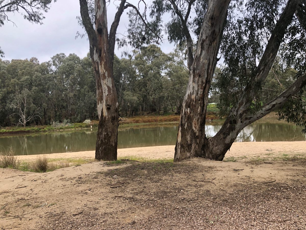 River red gums