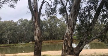 Darlington Point’s new residential area named ‘River Red Gum Estate’