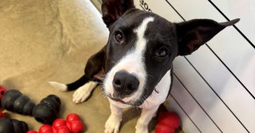 Small dog tossed in Murrumbidgee River becomes a tale of unity