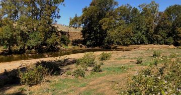 Riverina and South West Slopes farmers face off against a sticky new foe