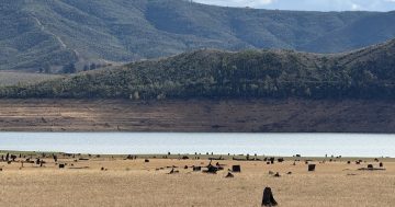 Where's the dam water gone? Riverina levels diving compared to the rest of NSW