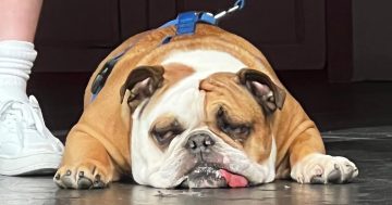 Could your dog be Wagga's next star? College to hold auditions for 'Rufus' in Legally Blonde musical