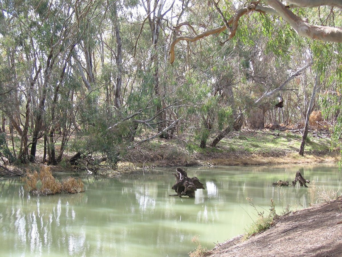 Lachlan river with birds