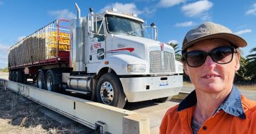 Riverina truckie bounces back from double tragedy to forge trailblazing career path