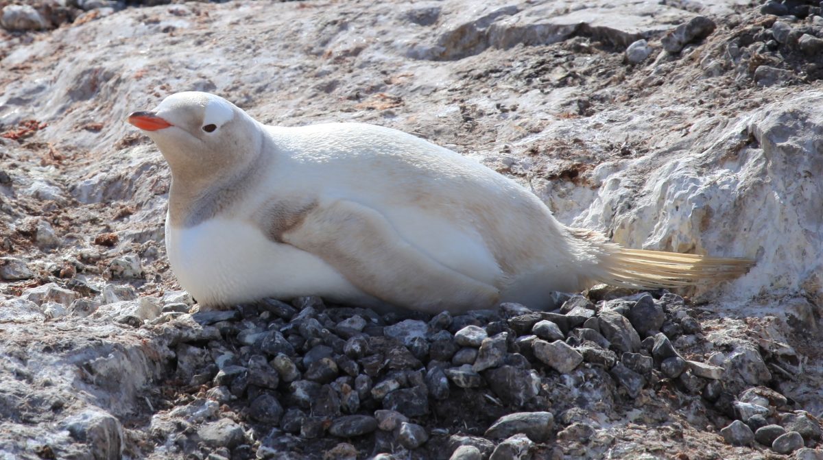 white penguin