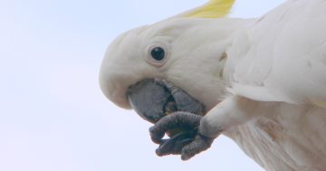 White Cockies, the shrieking larrikins of Aussie bird life