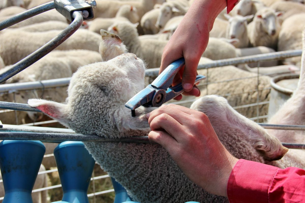 sheep being tagged