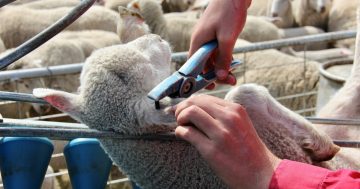 Nearly 15,000 sheep and lambs tagged with electronic identification at Wagga livestock market