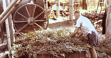 West Wyalong's eucalyptus and broombush harvesters take fight against 'pink mapping' to NSW Parliament