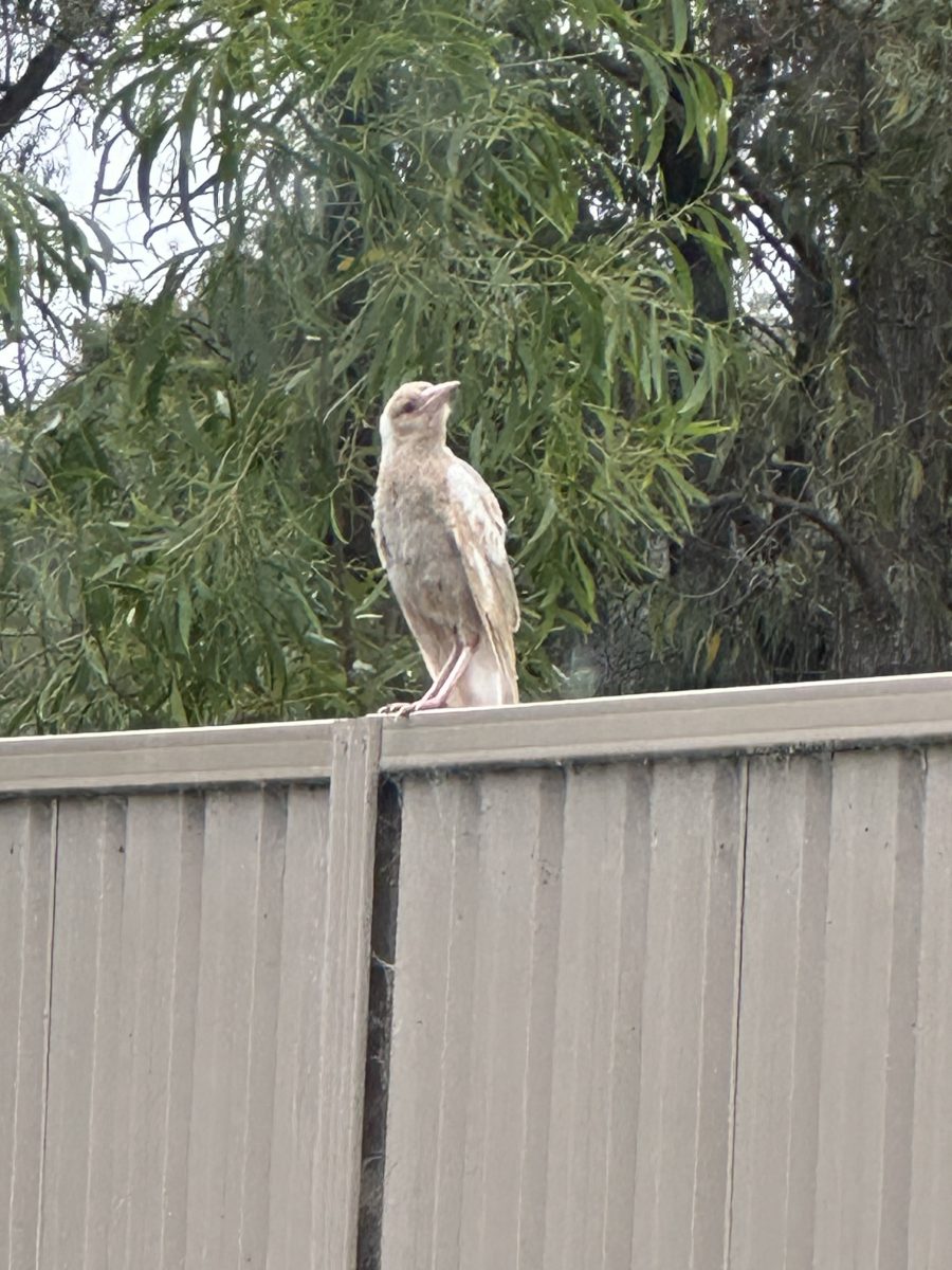 A white magpie that was mistakenly thought to be albino when it's blonde.