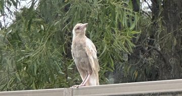 Is Estella's mystery bird a 'one in a million' albino magpie?